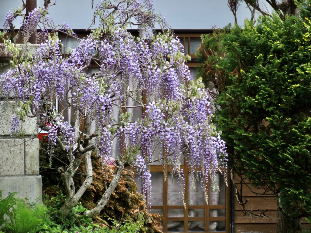 藤の花