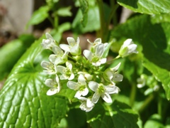 野生の葉わさびの花