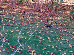 庭の落ち葉