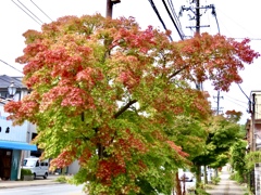 彩り