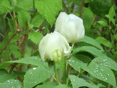 雨に濡れた山芍薬