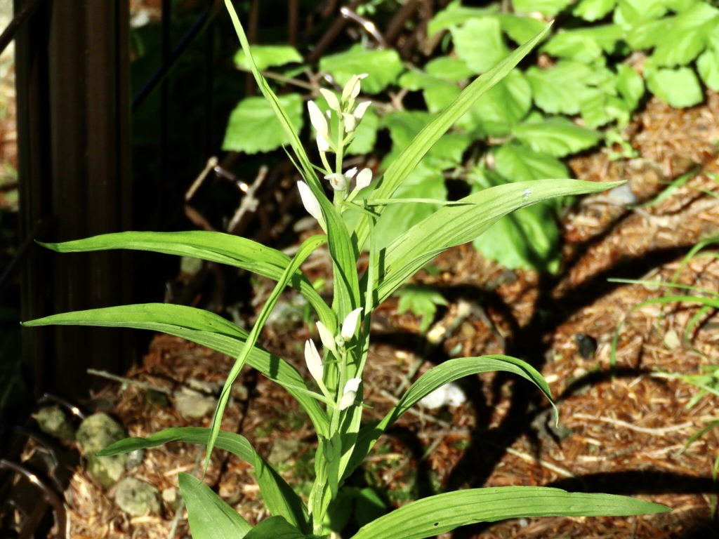 絶滅危惧種