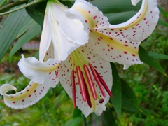 庭の花