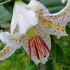 庭の花
