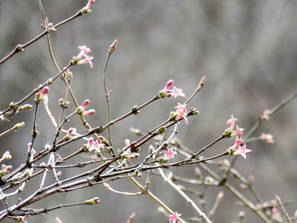 ウグイスカグラ