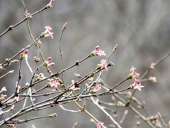 ウグイスカグラ