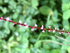 赤い水引の花