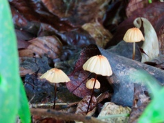 別荘地のキノコ１