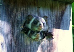 ムササビの兄弟４