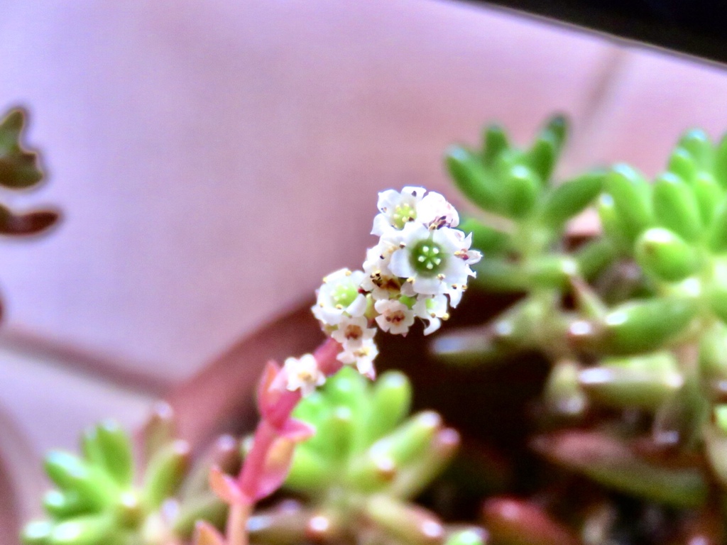 多肉植物の花2