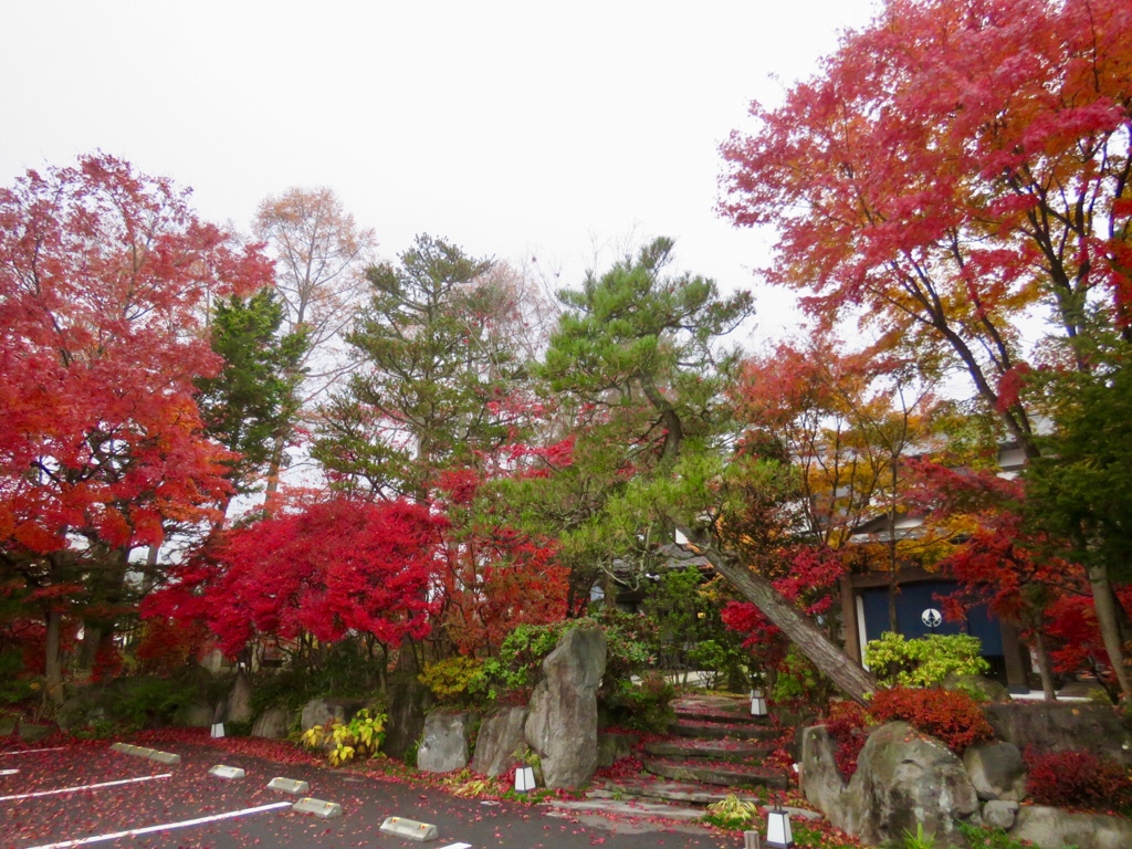 近所のホテルの道路沿いの紅葉