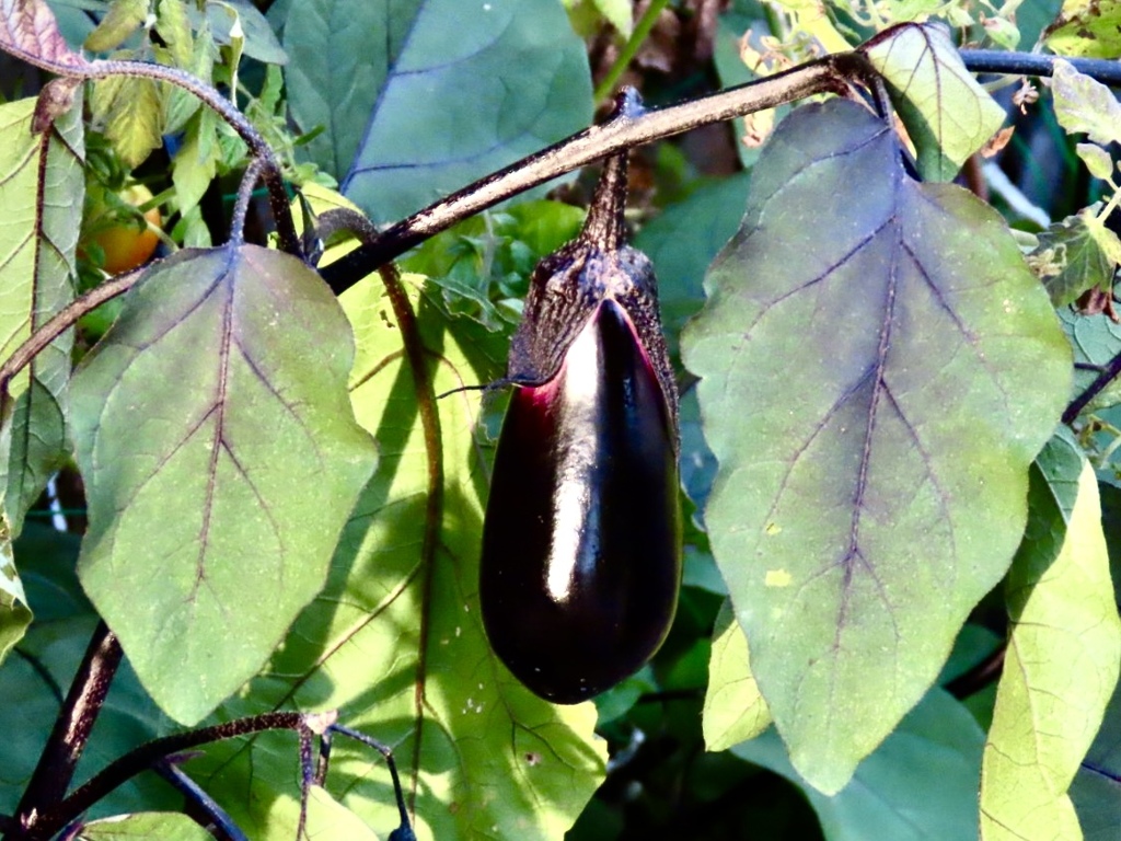 茄子