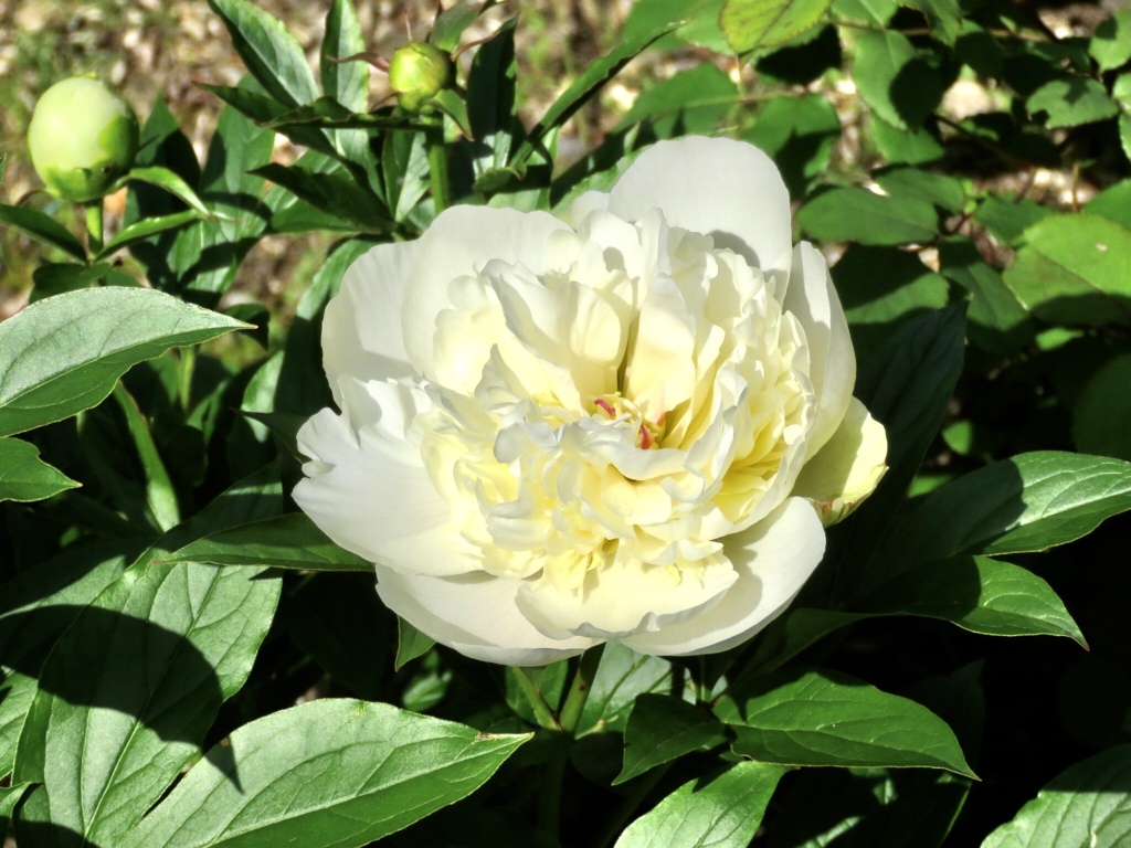 今朝開花