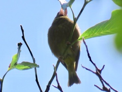 カワラヒワ
