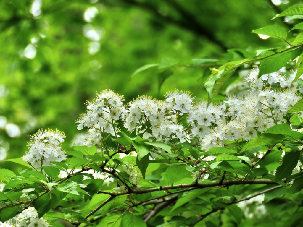 この花の名前は？