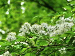 この花の名前は？