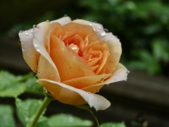 雨上がりの薔薇