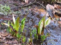 近所の水芭蕉