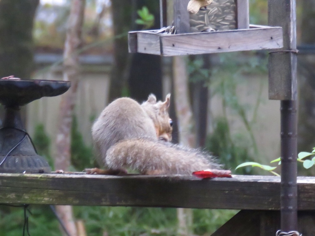 我家のアイドル6