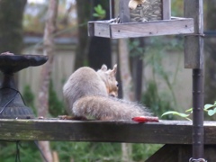 我家のアイドル6