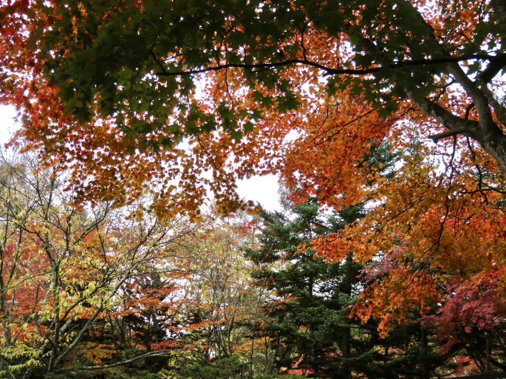 湯川遊歩道の紅葉4