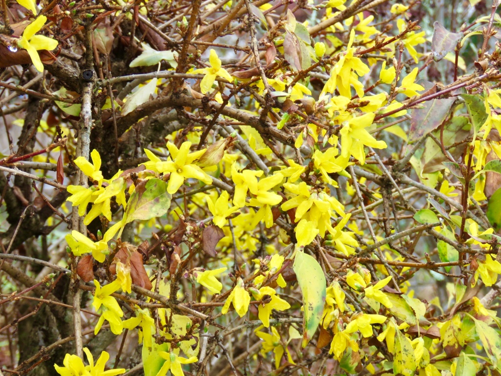 レンギョウの花