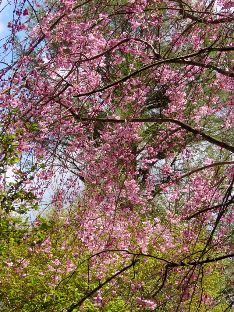 枝垂れ桜