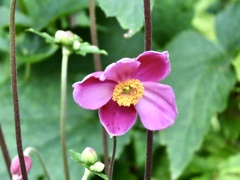 秋明菊