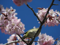桜にメジロ2