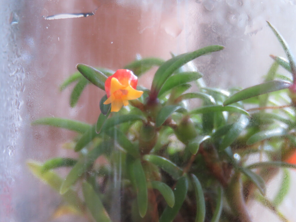 bottled orchid 3