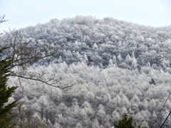 離山の霧氷