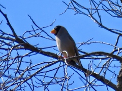 遠くで鳴き声が