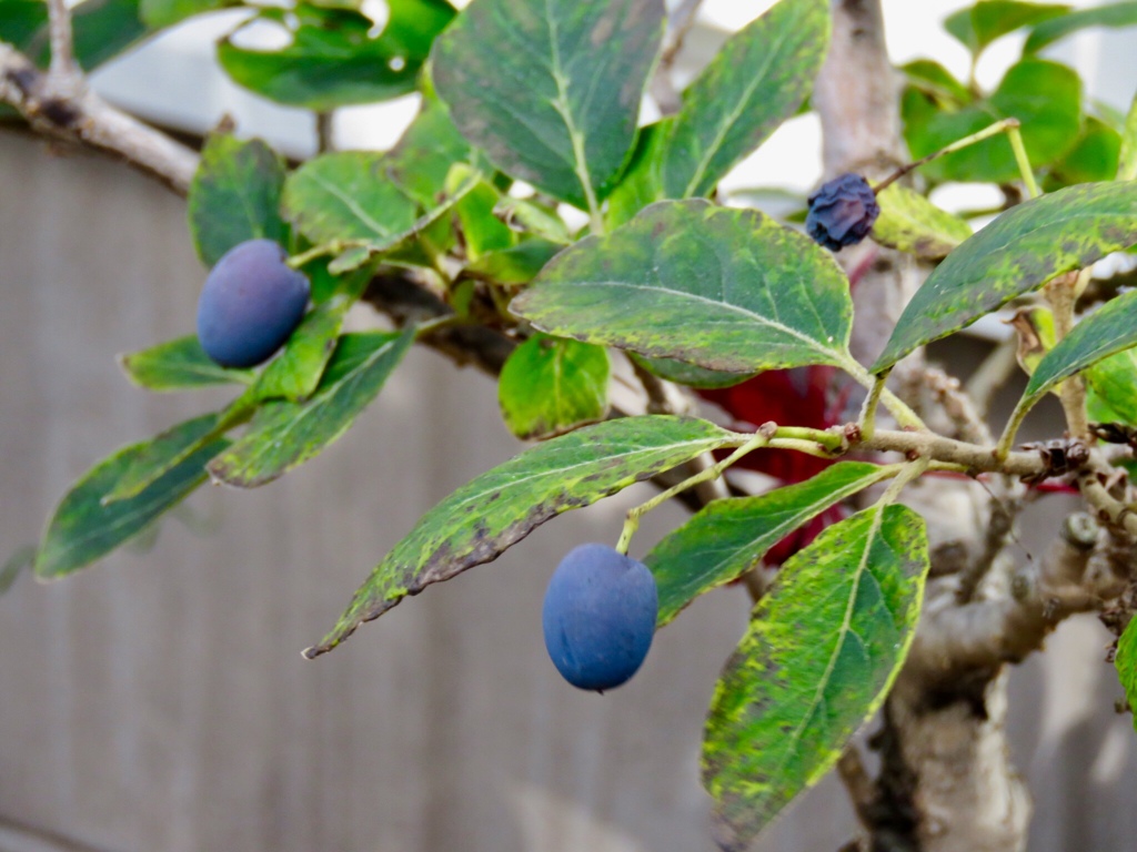 これも何の実？