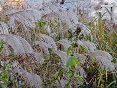 枯れ尾花