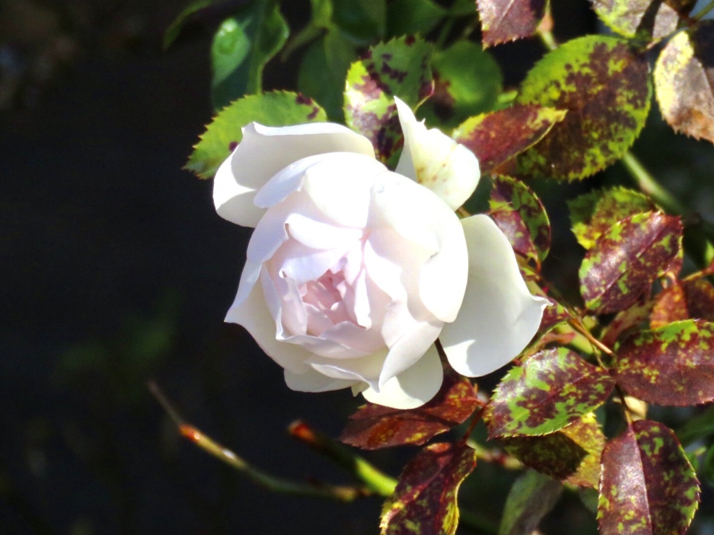 綺麗な薔薇