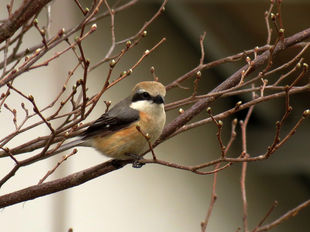 最近散歩中に出会った野鳥６