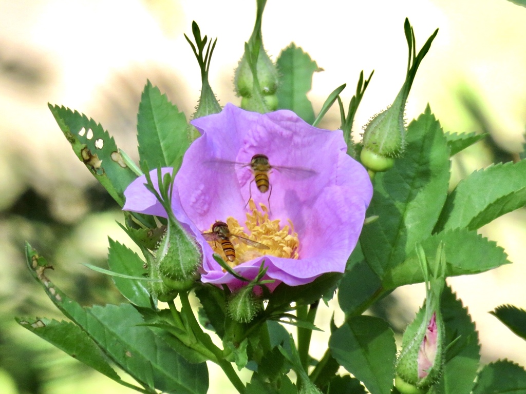 薔薇と虫