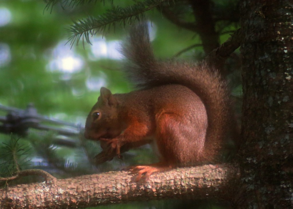 クルミを食べる