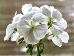 ゼラニューム白花