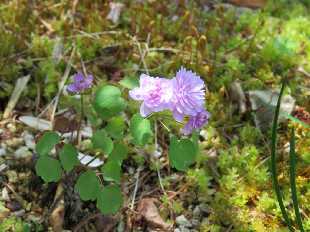 八重バイカカラマツ