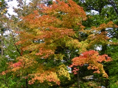 近所の紅葉1