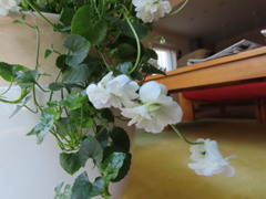 ニオイスミレ②