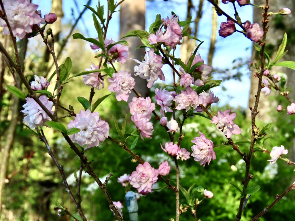 庭桜