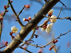 白梅