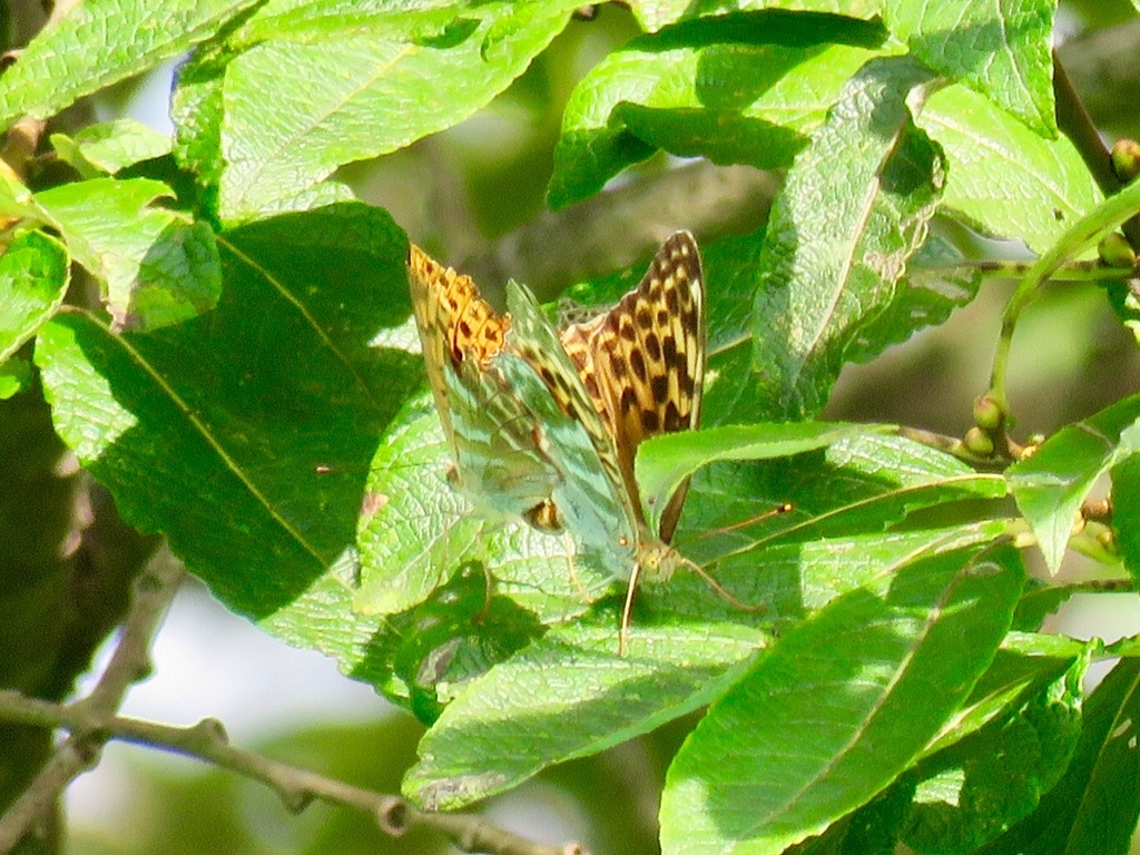 交尾中の蝶