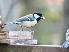 餌台のシジュウカラ②