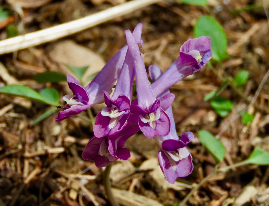 この花は？