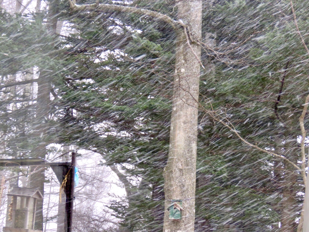 横なぐりの雪