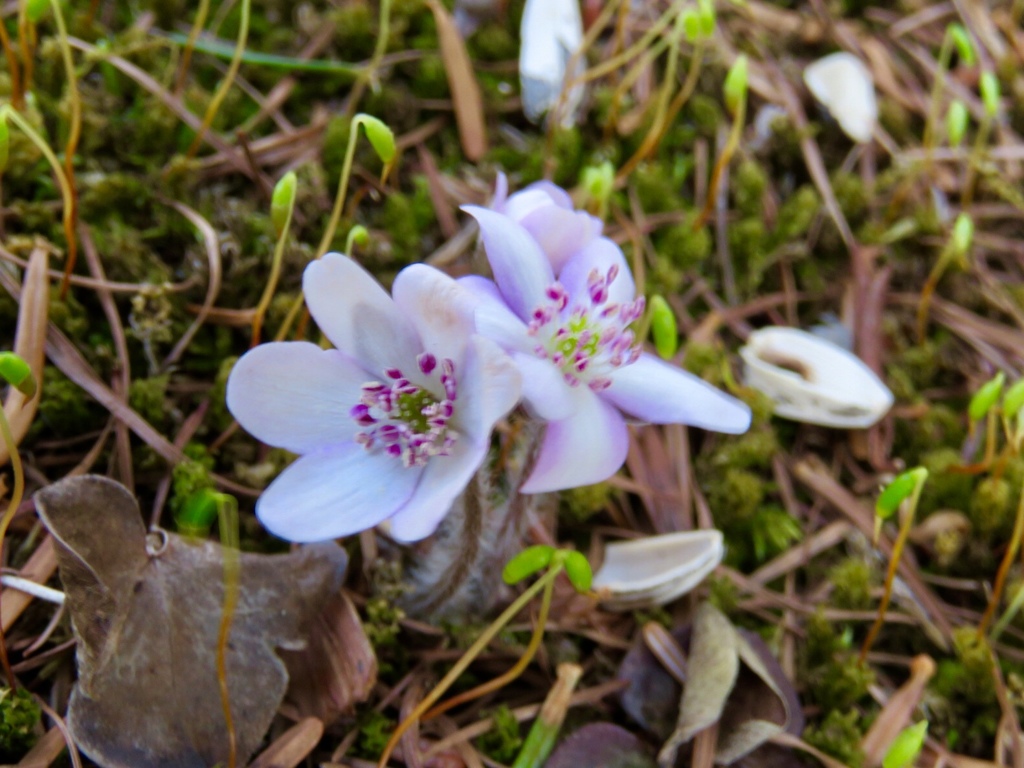庭の雪割草3