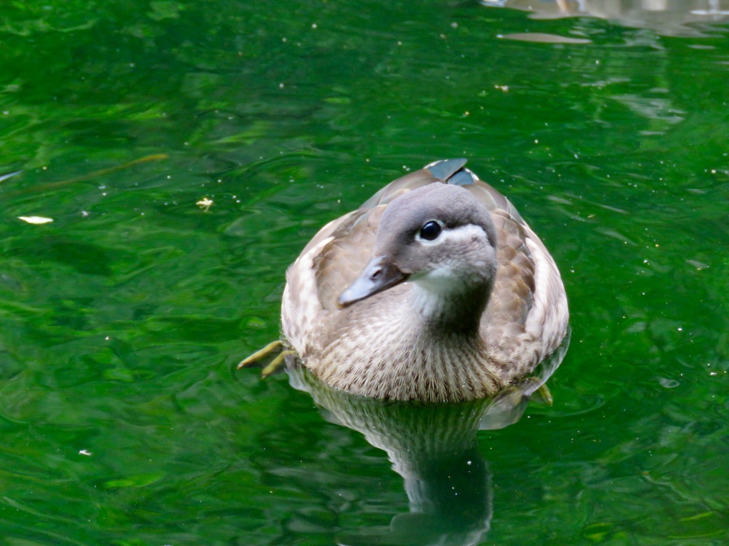 オシドリの若鳥1